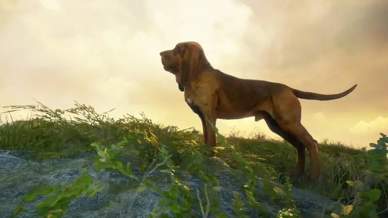 theHunter: Call of the Wild - Bloodhound — изображение 1