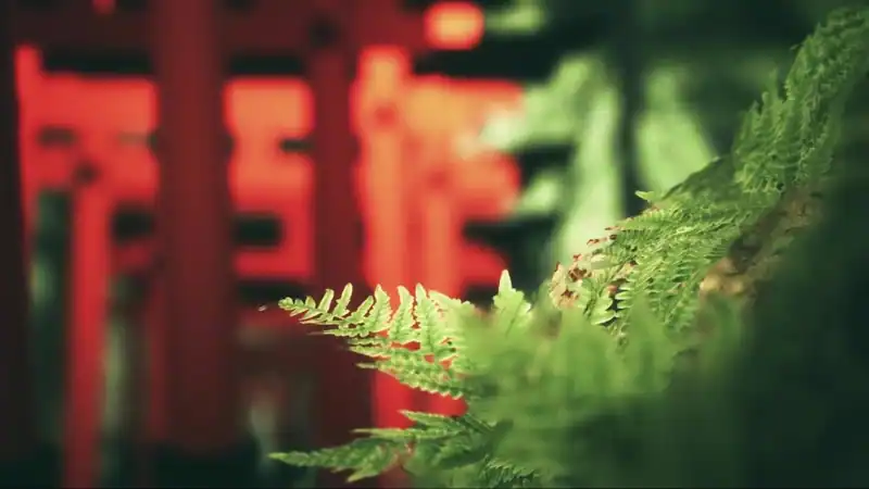 Explore Fushimi Inari — изображение 1
