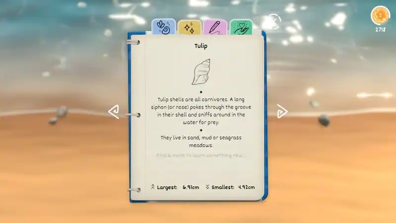 Seashell — изображение 2
