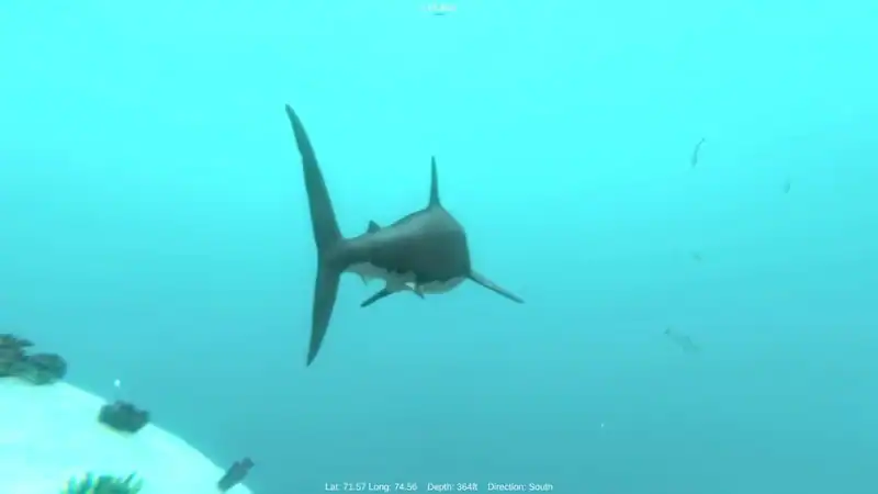 Alpha Shark — изображение 1