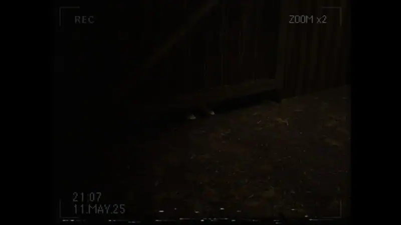What Happened to Lily? — изображение 3