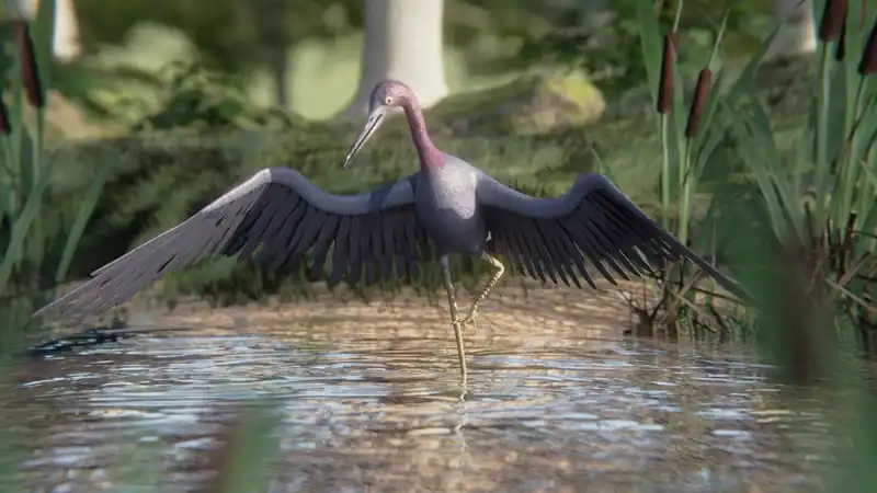 Birding Simulator: Bird Photographer — изображение 3