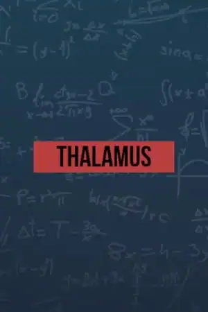 Thalamus